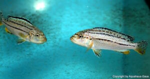 Melanochromis dialeptos 'Masinje'